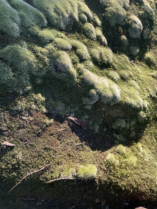 苔のtwitterイラスト検索結果