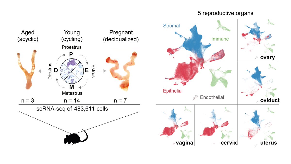 Our dataset on the cycling and #aging female reproductive tract is now online! biorxiv.org/content/10.110… We did a transcriptomic characterization of 50 cell types from 5 female reproductive tissues in young mice during estrus, pregnancy, and in acyclic old mice. @dkfz #singlecell