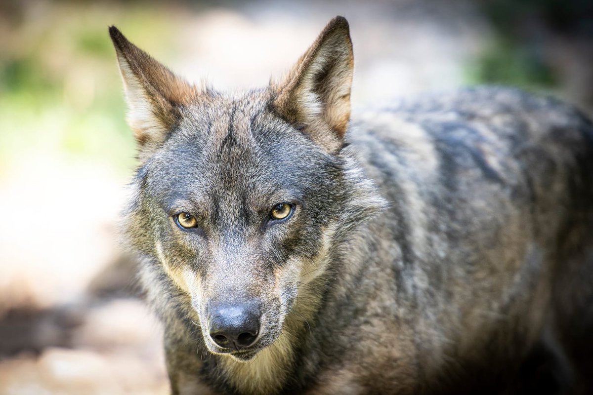 puremontagne's tweet photo. Halloween au Parc-alpha, en famille ou entre amis le plaisir de la visite guidée avec les explications d'un soigneur animalier (ateliers potion magique et maquillage)
https://t.co/ecs4atnd8a 
#cotedazurfrance #Nice06 #alpesmaritimes #var #Monaco #explorenicecotedazur #montagne https://t.co/TDR5j60pbZ