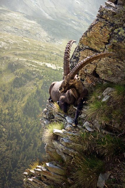 🐐 Uçurumun kenarında dinlenen muhteşem bir dağ keçisi.