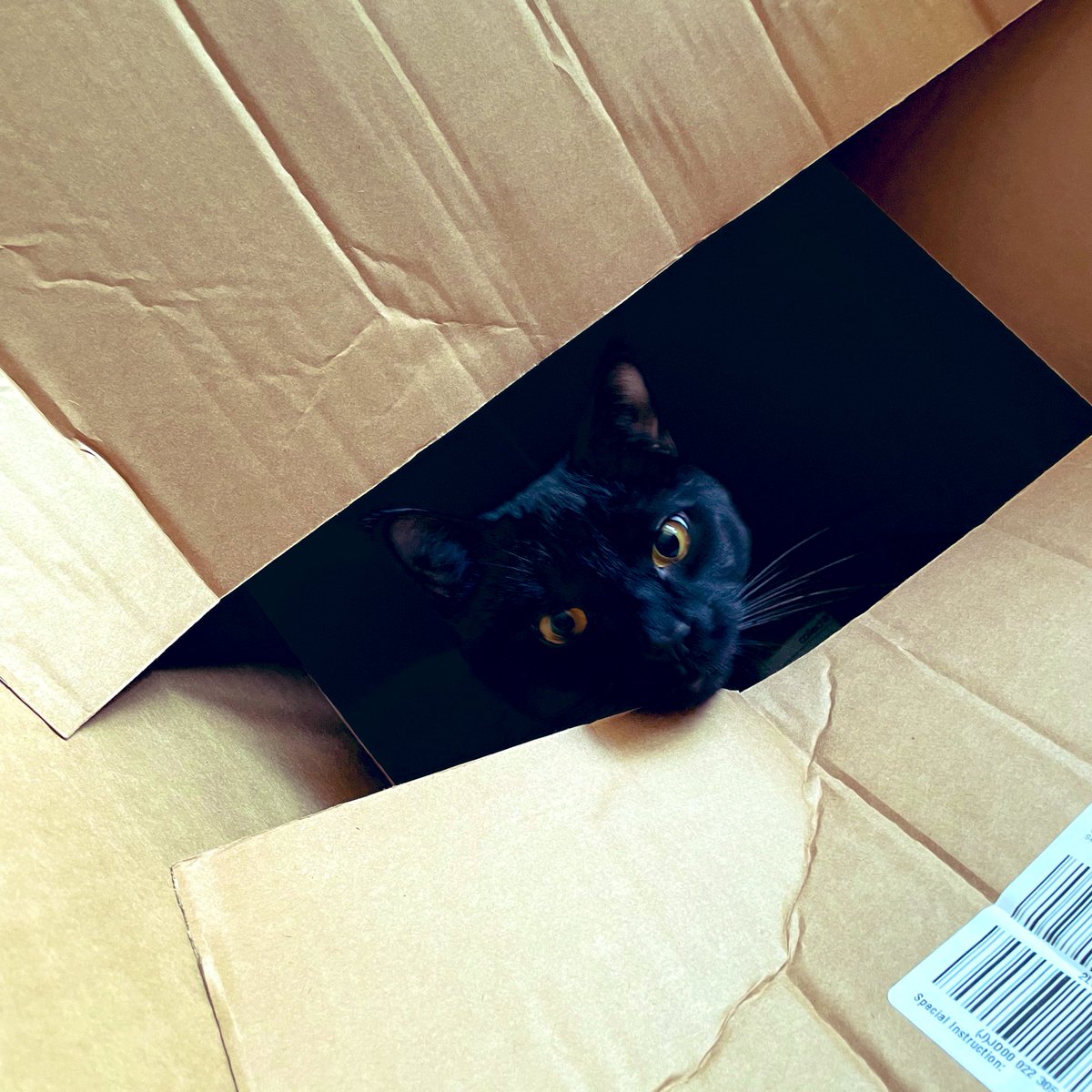 Cat in a box. Groundbreaking.