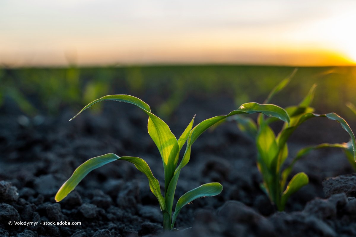 BMLEH_Bund's tweet photo. #Bodenfeuchte kennen: Digitale Kartendienste als #Entscheidungshilfen für eine bodenschonende Bewirtschaftung - darum geht‘s bei "SOFI", einem Projekt aus unserem #Innovationsprogramm.
Weitere Infos zur Innovationsförderung ⇨ https://t.co/lKTuZMsewK
#PTBLE https://t.co/rkGPQibZCz