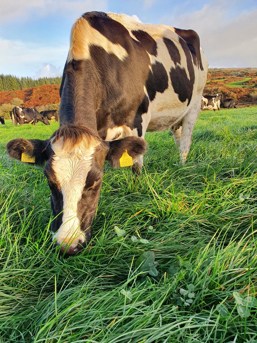 2pintpaddy's tweet photo. You can't beat the old back fence at this time of the year ππππ
#GrassToMilk2022 @Drinaghagri @CarberyGroup #BackFence https://t.co/rWhWLD1vGV