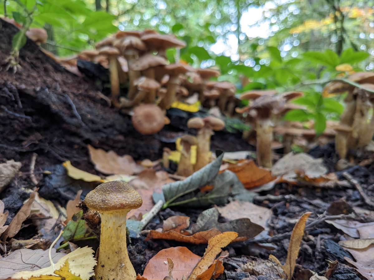 So many shrooms