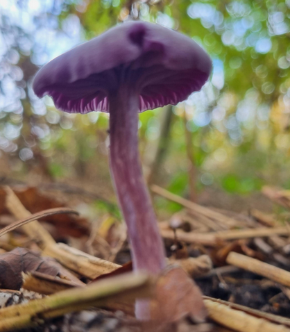 Cofnod #RecordOfTheWeek is this Amethyst Deceiver (Laccaria amethystina) recorded by Naomi and Charley at Lane End @WildGroundNW @DiscovertheWild @CoalspoilFungi