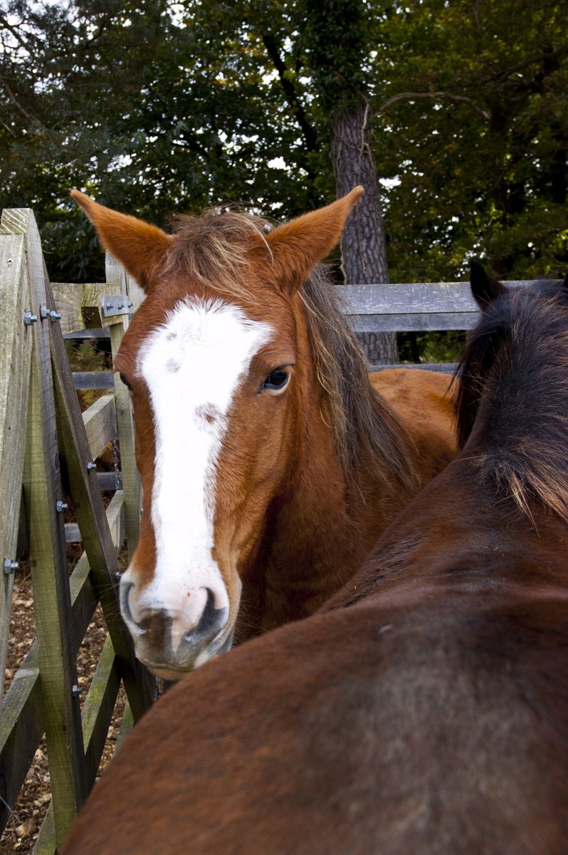 The cancelled Withybeds drift has been rescheduled on Sunday 30th October.

Bratley View, Andrews Mare &amp; Canada Cross car parks are closed for the duration of the drift.

For your own safety please look out for the warning signs and avoid the area of the drift.