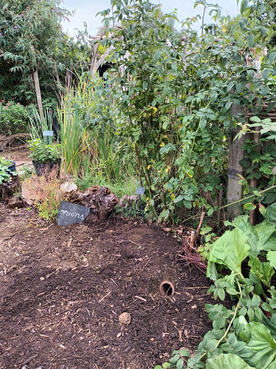 froglifers's tweet image. The #DiscoveringDewponds team visited the wonderful site @PLOT_22 to deliver a volunteer training workshop. The group created 2 hibernacula and cleared the pond of Crassula helmsii! Oxygenating plants are great for ponds, but be careful not to introduce non-native species.
