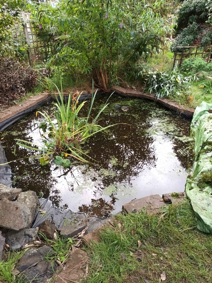 froglifers's tweet image. The #DiscoveringDewponds team visited the wonderful site @PLOT_22 to deliver a volunteer training workshop. The group created 2 hibernacula and cleared the pond of Crassula helmsii! Oxygenating plants are great for ponds, but be careful not to introduce non-native species.