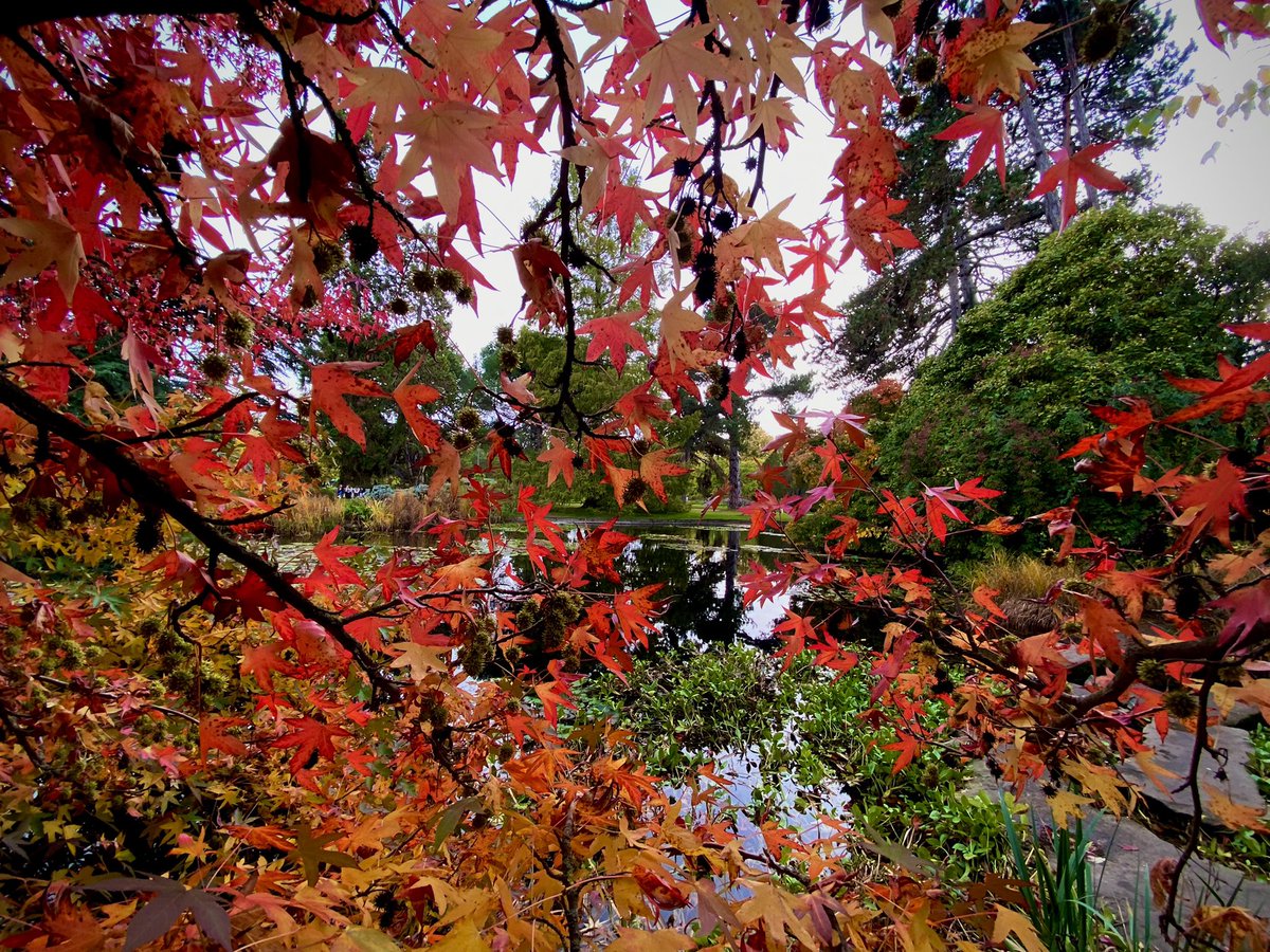 🍁 🍁 🍁 @CUBotanicGarden