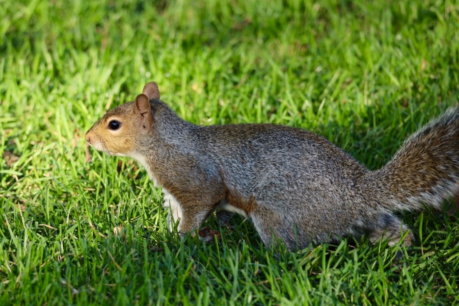 It's going to be a great #Sciuridae for nut gathering!

On a #Sciuridae with a lot going on, be alert and ready for action!

Every day is #Sciuridae &amp; Oct is #SquirrelAwarenessMonth!

#fightlikeasquirrel #SquirrelStrong #SaveGreySquirrelUK #SquirrelScrolling #SavePeanut #squirrel