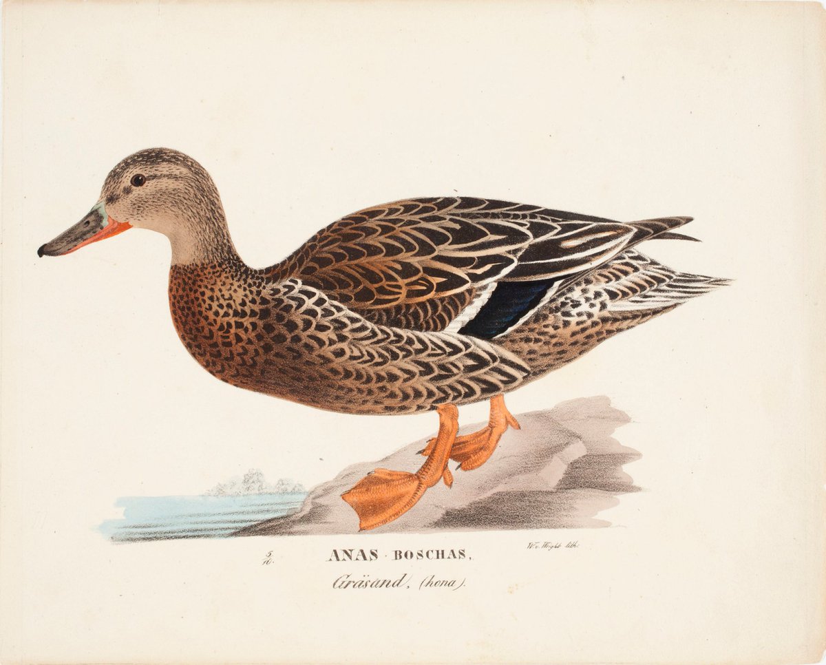 Wilhelm von Wright, Female Mallard #finngallery #europeana kokoelmat.fng.fi/app?si=C+IV+976