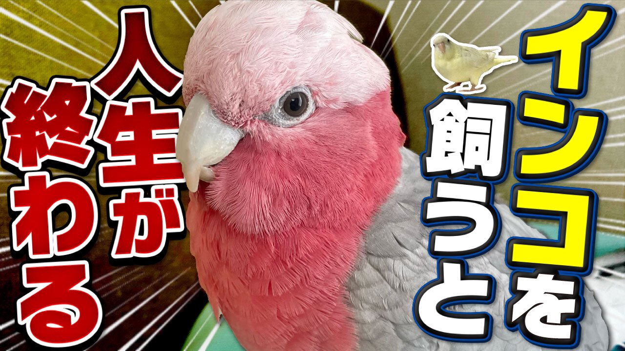 2羽と暮らすあんず 𓅺 Anz Omomiri Twitter