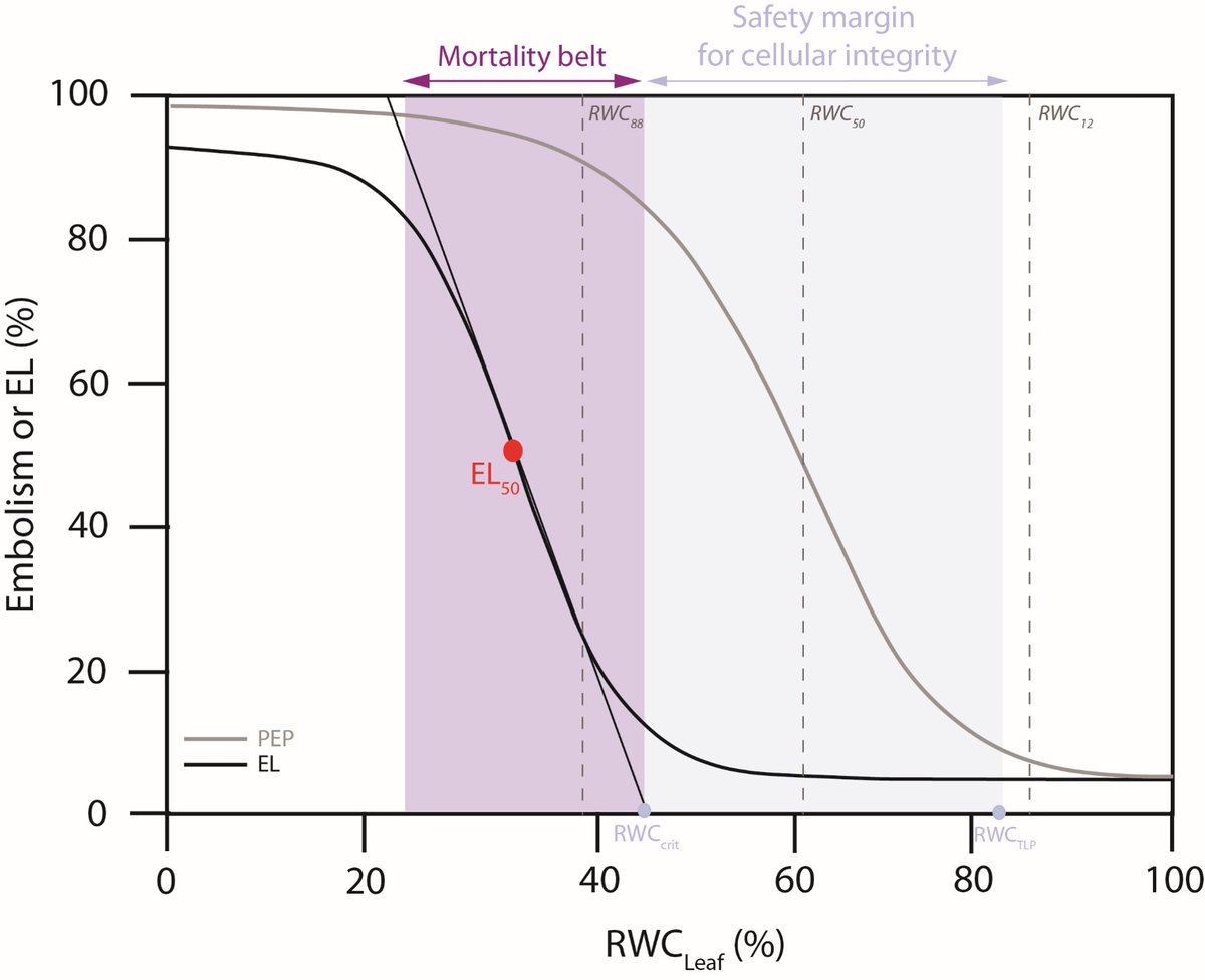 José M. Torres-Ruiz (@torresruizjm) on Twitter photo 📰New paper out in <a href="/NewPhyt/">New Phytologist</a> led by <a href="/MarylouMantova/">Dr. Marylou Mantova</a>:
"On the path from xylem hydraulic failure to downstream cell death"🍃🔬
A step forward in the sequence of events leading cells to death from #drought-induced #hydraulic failure.
ℹ️👉t.ly/li6X 📰New paper out in <a href="/NewPhyt/">New Phytologist</a> led by <a href="/MarylouMantova/">Dr. Marylou Mantova</a>:
"On the path from xylem hydraulic failure to downstream cell death"🍃🔬
A step forward in the sequence of events leading cells to death from #drought-induced #hydraulic failure.
ℹ️👉t.ly/li6X
