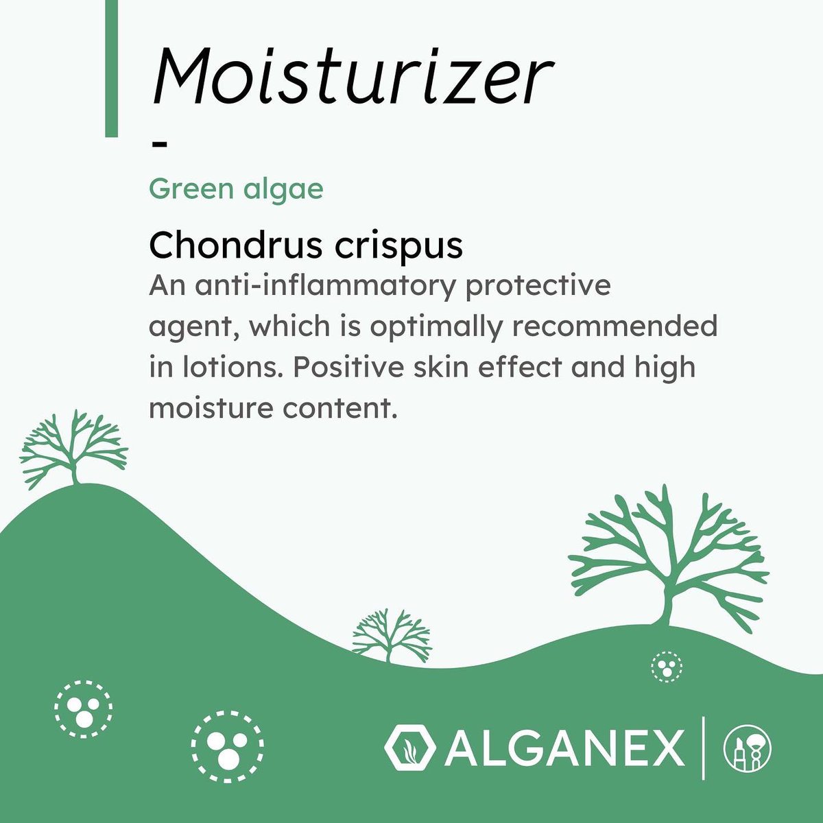 MicroMeetsMacro's tweet photo. - Moisturizer - 
Algae are true moisturizers.
- help the skin to bind moisture
- move it from the lower layer of the dermis to the outer layer of the epidermis 
- more moisture is retained in the outer layer of the skin 

➡️ less dry and softer skin 
#algae #moisturizer #skincare https://t.co/OVUuiS0kQn