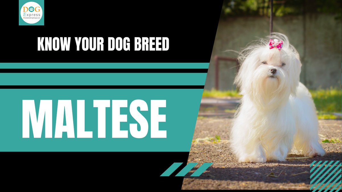 Dog_express's tweet photo. Know your breed: Maltese 👇
https://t.co/kAM2ICwVeC
#Dogexpress #Doglovers #Dogowners #Doglover #Doglife #Doghealth #Dogcare #maltese #malteseofinstagram #malteselovers #maltesepuppy #malteseofficial #maltesedog #maltipoo #malteseworld #malteselove https://t.co/M8EKNtUHnT