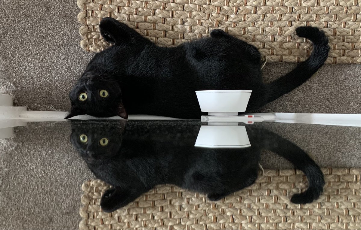 Mirror mirror on the wall, who’s the cattiest of them all? #CatsOfTwitter #CatsOnTwitter #blackcat #blackcats #Halloween