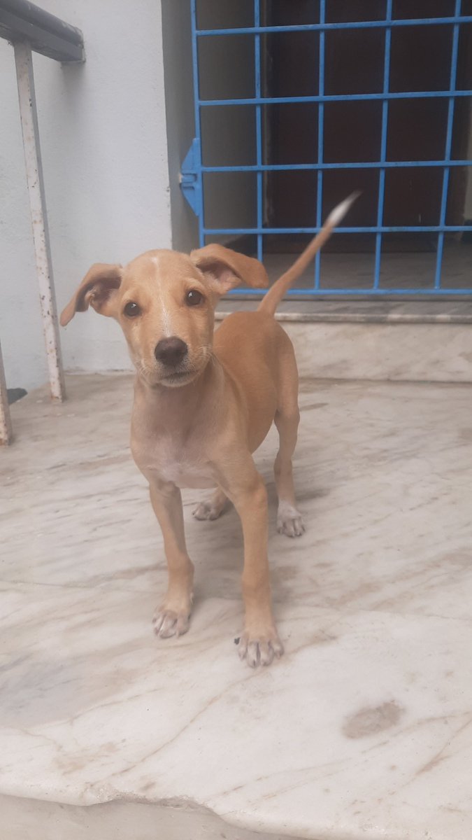 slick_hal's tweet photo. Hey, looking to give this pup away. He took shelter in our compound and never left. Been feeding for 2 weeks but he needs proper attention and I can't keep him inside cuz of my cats and I can't give too much attention cuz of work timings. 2 months old

Pls share. #puppy #adoption https://t.co/t85E1o3j08