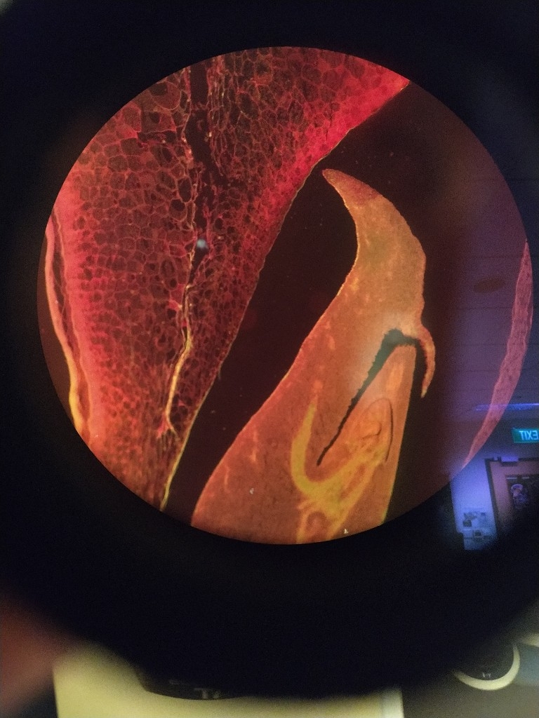 FLfilters's tweet image. Hi #FluorescenceFriday
😍Another Zea seed image by Shiraz Kaderuppan
Optical filter : Triple-band DAPI/FITC/TexasRed
Visit 👉 optolongfilter.com , You will see more high quality cost-effective filter for life science 😉
#Optolongfluorescencefilter
#Microscopy #lifescience