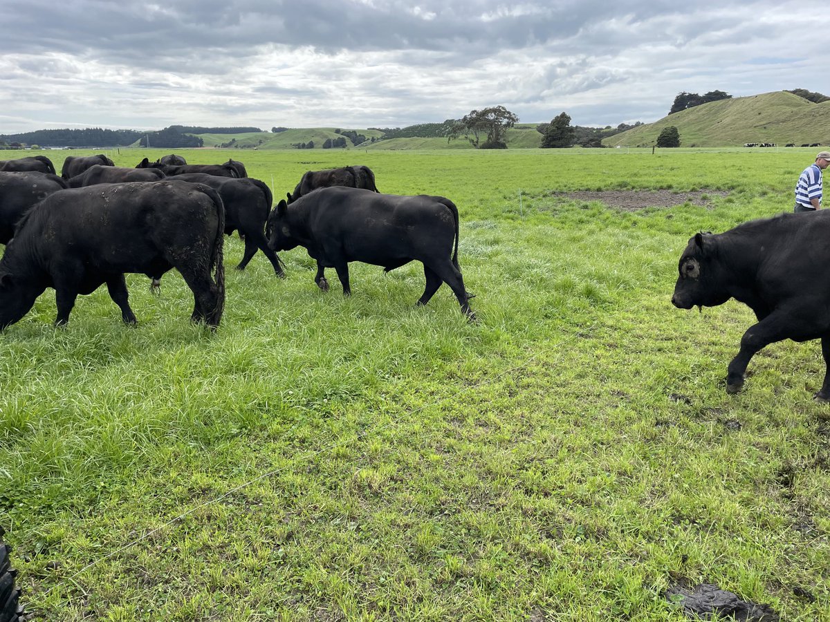 TomChisholm's tweet photo. Boys looking in great Nick after a challenging start to spring in the Manawatu https://t.co/6tBFoUO1qf