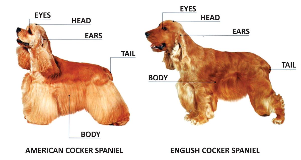 Did you know that the #EnglishCockerSpaniel and the American #CockerSpaniel were considered the same breed until 1936?

🔁 if you knew, ❤ if you didn't!

#dogsoftwitter #pets #doglife  #DogsOnTwitter #dogdeals  #dogsofinstagram #purebreed <a href="/jonathansamuels/">Jonathan Samuels</a>