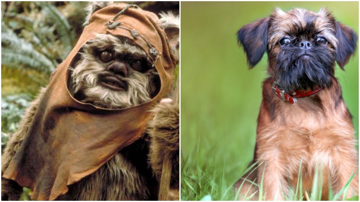 Did you know that #StarWars #Ewoks were based on a #Dog ? 

🔁 if you knew, ❤ if you didn't!
#dogsoftwitter #pets #doglife #DogsOnTwitter #dogdeals #dogsofinstagram #purebreed
