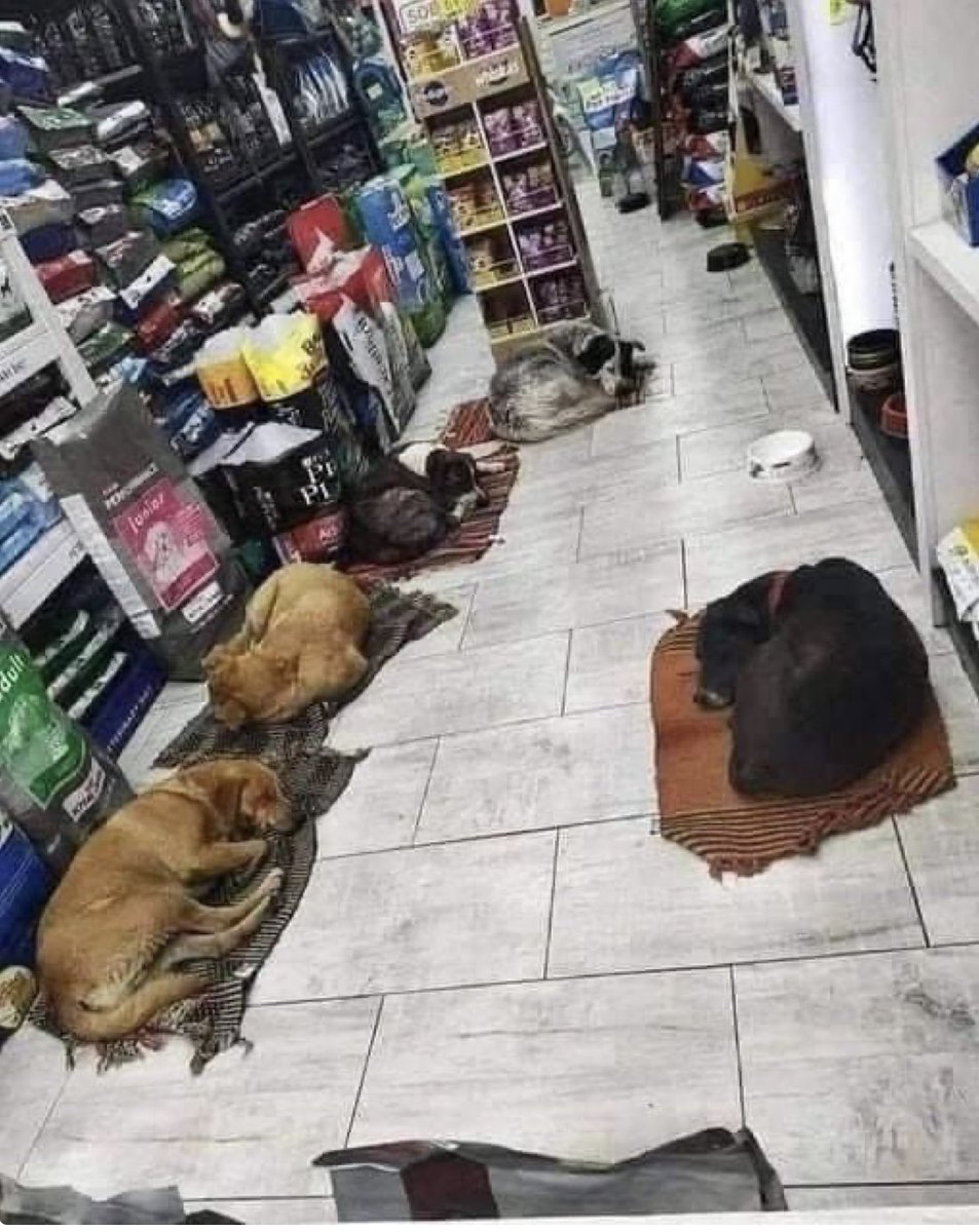 nasrene41's tweet photo. The owner of this shop allows stray dogs to come in when it is dark so that they can spend the nights safely .. he puts blankets to cover the cold tiles so everyone has a comfortable bed .. such initiatives must be shared! https://t.co/cwpXnqo7RC