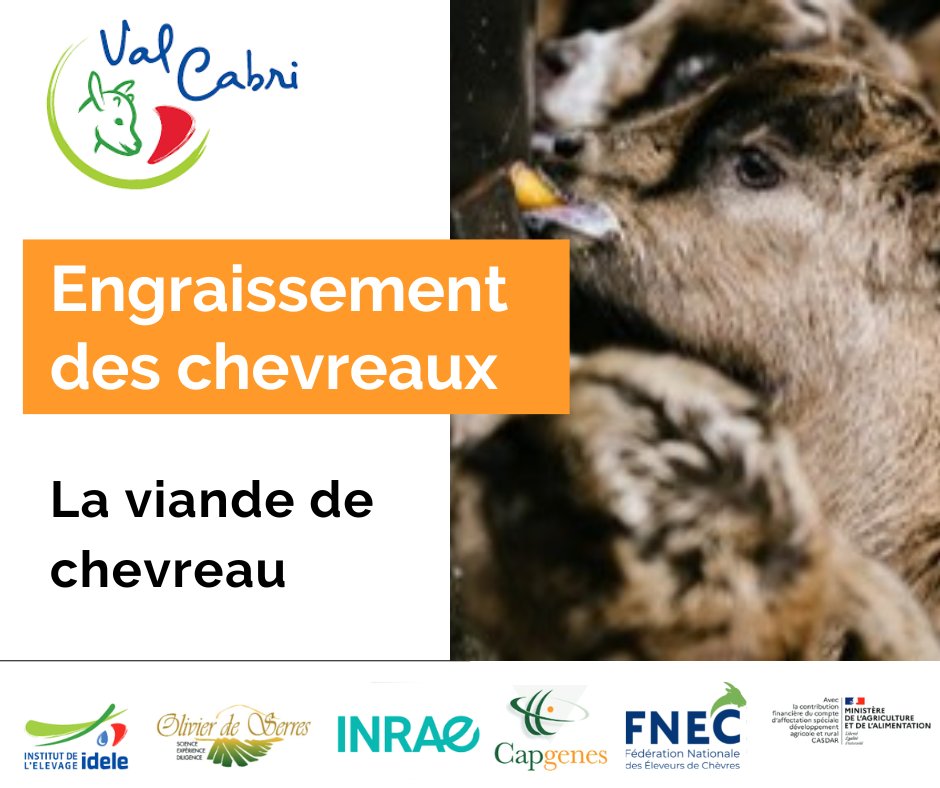 InstitutElevage's tweet photo. Projet #Valcabri | La #viande 🥩 de #chevreau 🐐
👉 Maigre par excellence
👉 Riche en #protéines de bonne qualité
👉 Source de vitamine #B12
👉 Apport intéressant de minéraux essentiels : #fer, #zinc & #sélénium
https://t.co/SjdMqZeQdI
@JNormand_Idele @capgenes @EleveursChevres https://t.co/20wByBMd3d