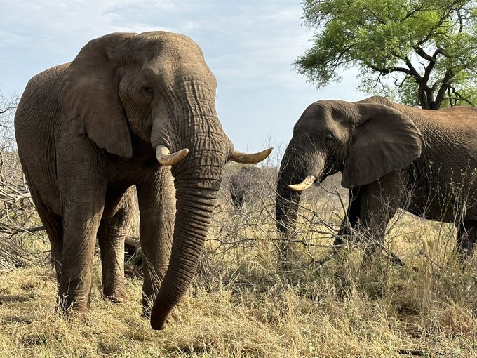 #elephants #SouthAfrica https://t.co/HrqcXHaNKY<a href="/tag/elephants"class="tags">#elephants</a><a href="/tag/southafrica"class="tags">#SouthAfrica</a>