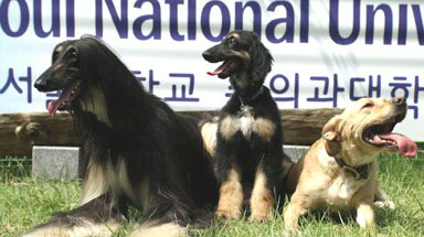 Did you know that the 1st cloned #dog in history was a Korean #AfghanHound named Snuppy? His surrogate mother was a #goldenretriever 

🔁 if you knew, ❤ if you didn't!

#dogsoftwitter #pets #doglife  #DogsOnTwitter #dogdeals #dogsofinstagram #purebreed #doglovers #doglife #dog