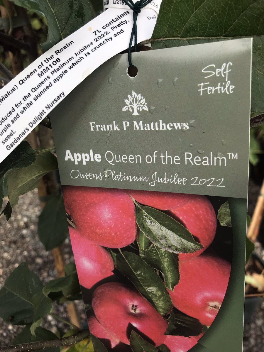 #Apple #queen apple tree queen of the realm now in stock limited numbers available