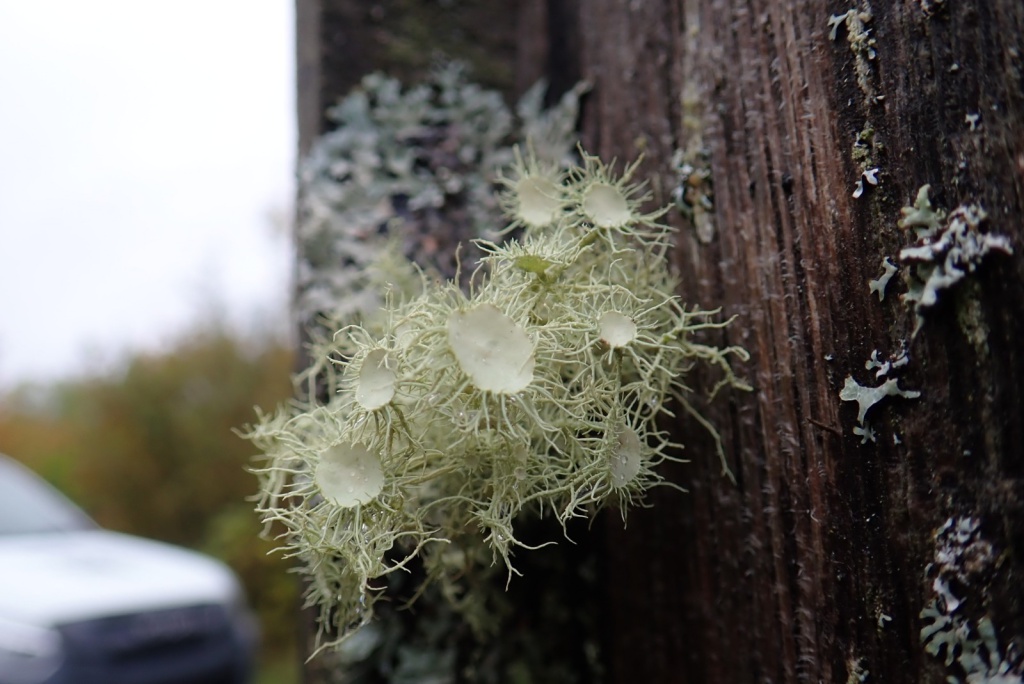 #RecordOfTheWeek today is the suitably spooky 🧙‍♀️Witches' Whiskers Lichen🧙‍♀️ (Usnea florida) found in Taf Fechan Nature Reserve by Graham Watkeys. #HappyHalloween 🎃🎃🎃 Thanks for the record & photo, submitted via sewbrecord.org.uk