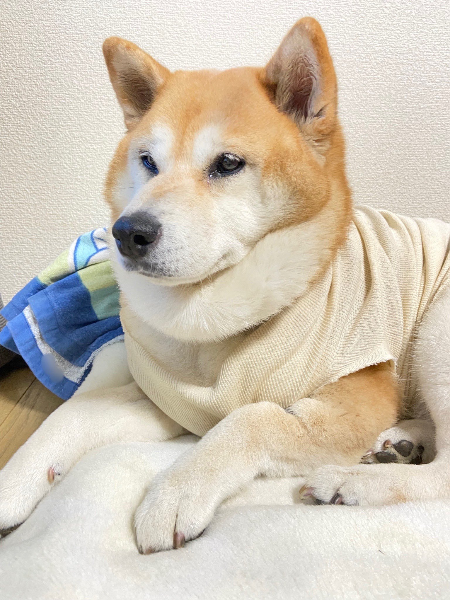 柴犬さくら Mennchinosakura Twitter