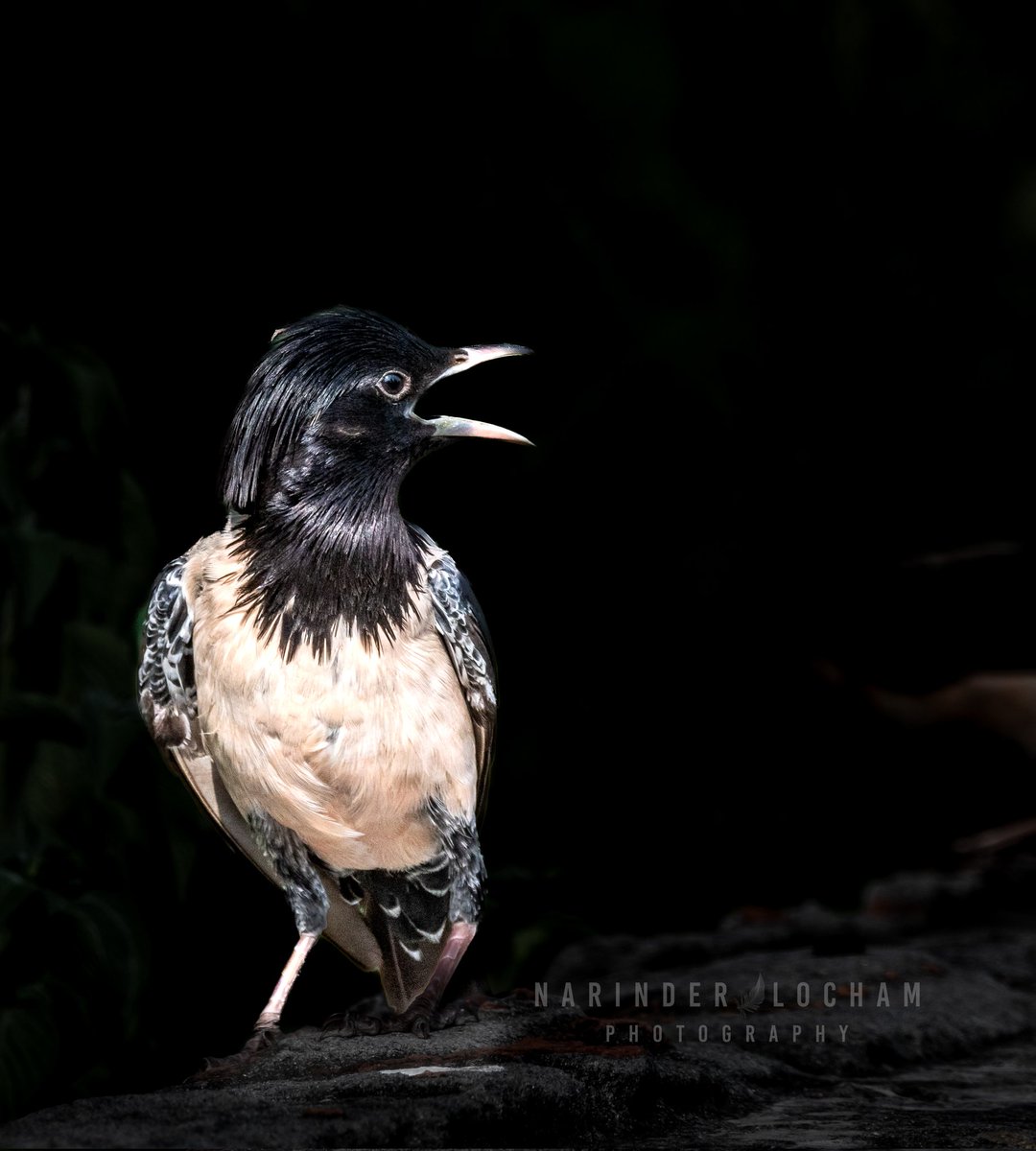 Rosy Starling narinderlochamphotography.com/#gallery[photo…

#TwitterNatureCommunity 
#rosystarling 
#IndiAves #BBCWildlifePOTD #BirdsSeenIn2022 #birdwatching #nature #wildlifephotography #NaturePhotography 
#natgeoindia