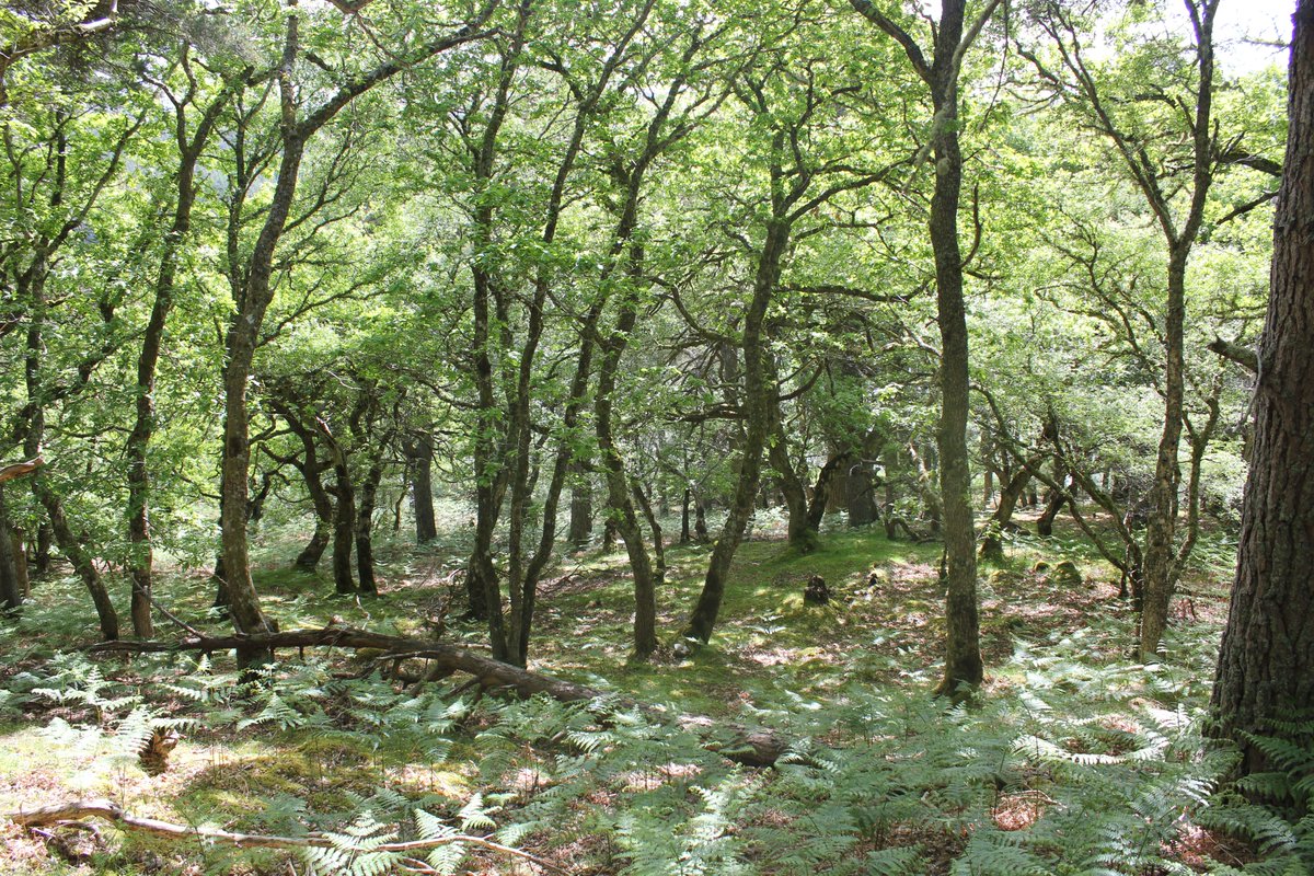 Dendrochronicle's tweet image. Fantastic #dendrochronology PhD studentship opportunity on #oak climate response in Scotland  - at St Andrews Uni in Prof Rob Wilson&apos;s tree-ring lab with NERC IAPETUS2 support. I&apos;m one of the supervisors. More info here - please share iapetus2.ac.uk/studentships/m…