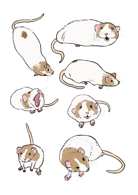 「hamster」 illustration images(Latest)｜14pages