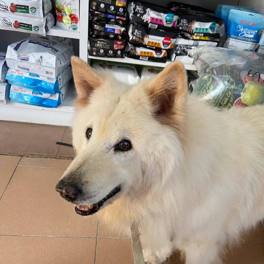 🤍 Handsome #fluffygrandpa at the vet for the mandatory 3 yearly rabies shot / licence registration. Not gonna lie, 3 years ago I didn’t expect him to get to 2022. 😅 He’ll turn 16 in November! And the way he’s going we’ll be back in 2025 to renew his licence AGAIN! 💪🏻🤍👨🏻‍🦳🤍 #…