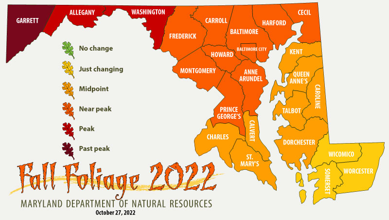 MarylandDNR's tweet photo. 🍁🍂FALL FOLIAGE REPORT: The majority of our state is resplendent in fall color right now, with most counties experiencing peak or near-peak conditions. Read this week's full report, which is packed with spectacular photos of Maryland in fall color! https://t.co/8xr0F0lMnx https://t.co/Ek1CercMoq