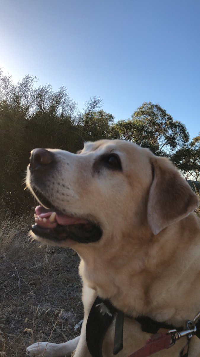 burme5e's tweet photo. @blondelabrador So very sorry and sad to hear this news💔Sweet Lulu. Safe travel 🌈darling girl xx My beautiful Daisy will watch out for you and become your new friend 🌼xx https://t.co/kAocoyUYQE