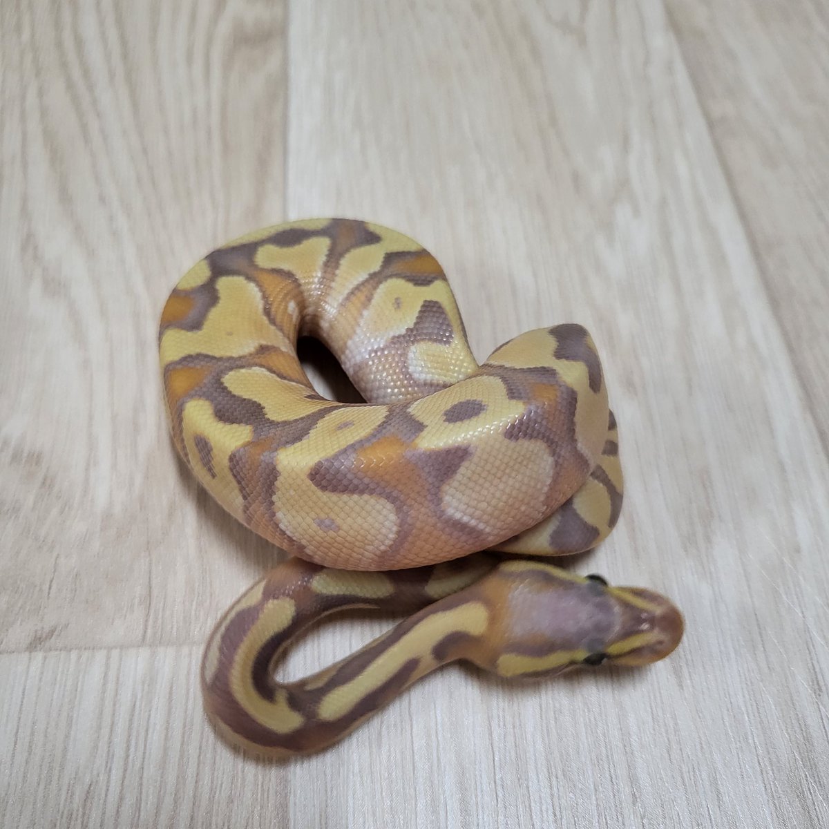 슈퍼바나나모찌                        바나나모찌