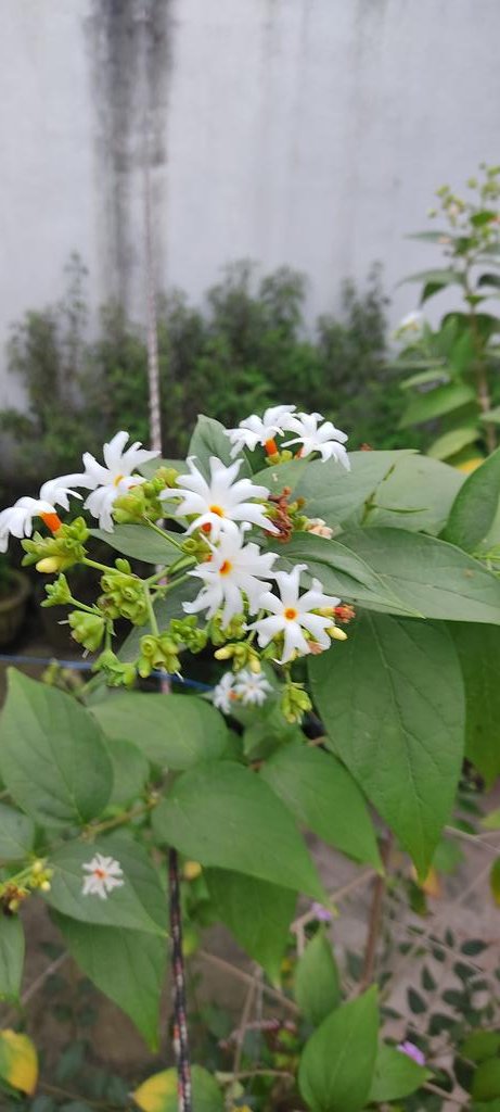 99%लोग फेल
क्या आप जानते है समुद्रमंथन में मिले इस फूल का नाम