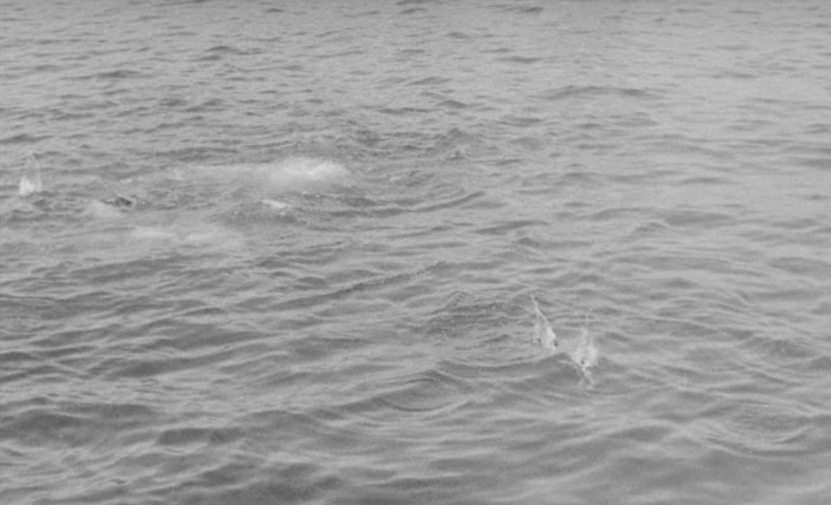 THE FOUR DAYS OF NAPLES Parte 8 > bit.ly/FourDays8 –The men onshore watch horrified as the Germans fire rounds into the water until nothing moves any more. –Gli uomini a terra assistono inorriditi ai colpi sparati dai tedeschi nell'acqua fino a quando nulla si muove più.