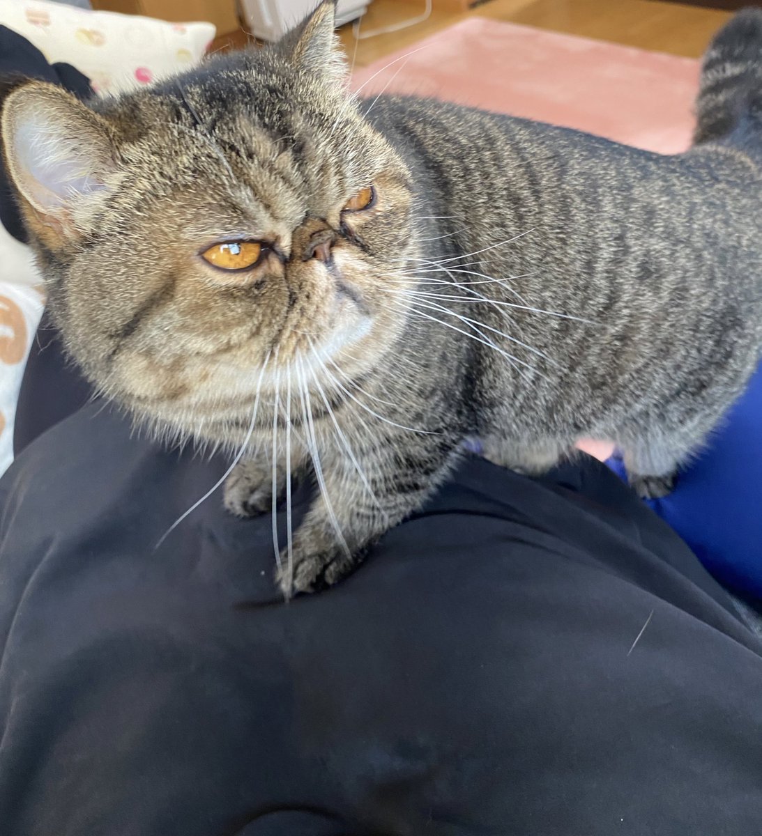 ぶさカワタグ Www Protectomat Com Au