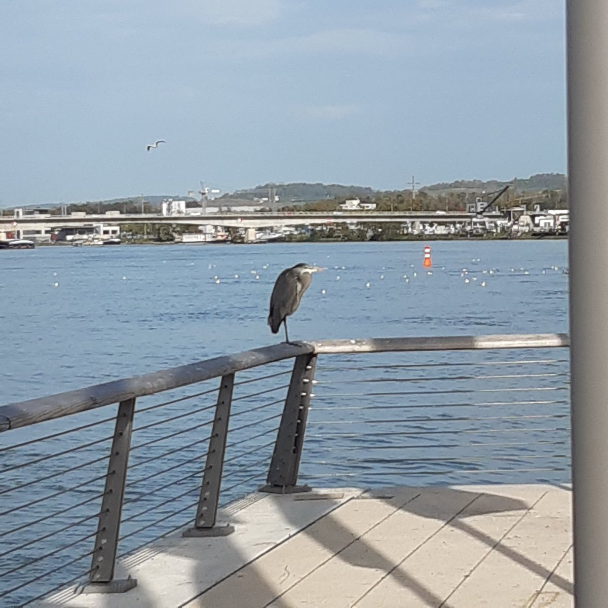 Passerelle des Trois Pays. Ambiance Riviera entre Huningue  et Weil-am-Rhein.