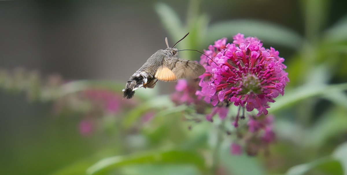 BirdCakeNet's tweet image. A little hummingbird hawk-moth sills its hunger on our lilac bush.