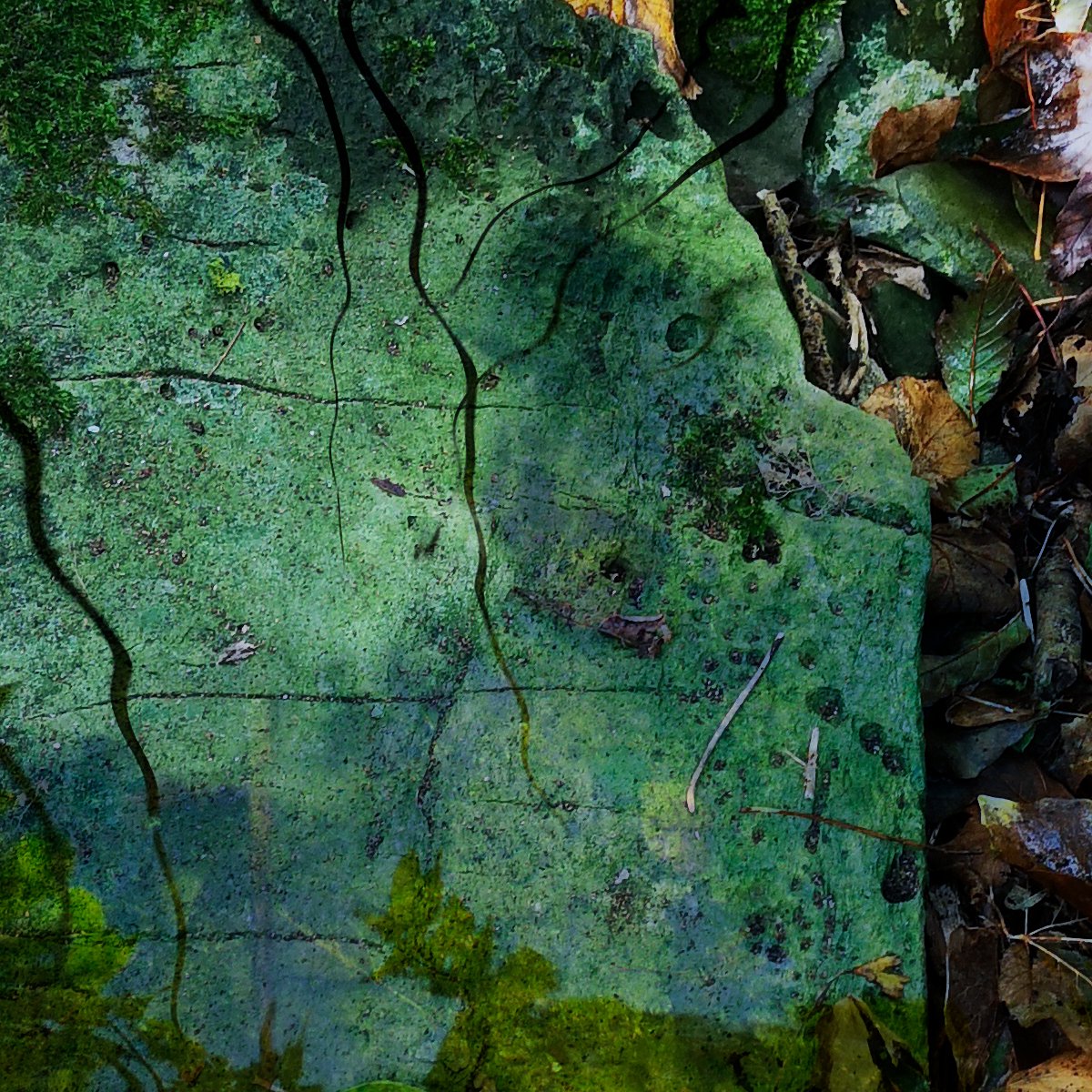 dlrArts's tweet photo. Have you seen Nasrin Golden’s photographic work responding to the idea of Local Radicles, our Autumn/Winter 2022 theme?
Feeling inspired? Contribute your art tagged with #dlrLens and #dlrLens_LocalRadicles
@dlrcc @dlrLexIcon @artnetdlr https://t.co/Hj3CX9jfVj