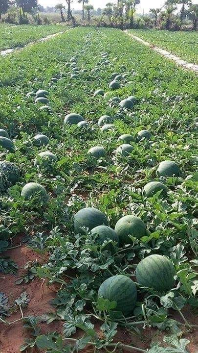 Do you plan to do watermelon 🍉🍉🍉 farming ❤️ if you get an opportunity?