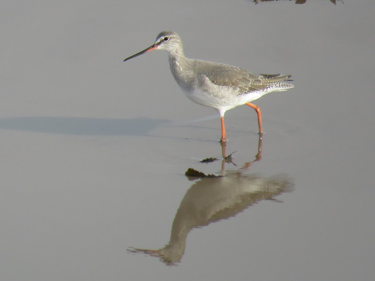 Simon Fairweather (@fatboy_is_slim) on Twitter photo Spotted Redshank on the River Parrett this afternoon near Southbrook Clyce/Combwich Common <a href="/WWTSteart/">WWT Steart Marshes</a> Spotted Redshank on the River Parrett this afternoon near Southbrook Clyce/Combwich Common <a href="/WWTSteart/">WWT Steart Marshes</a>