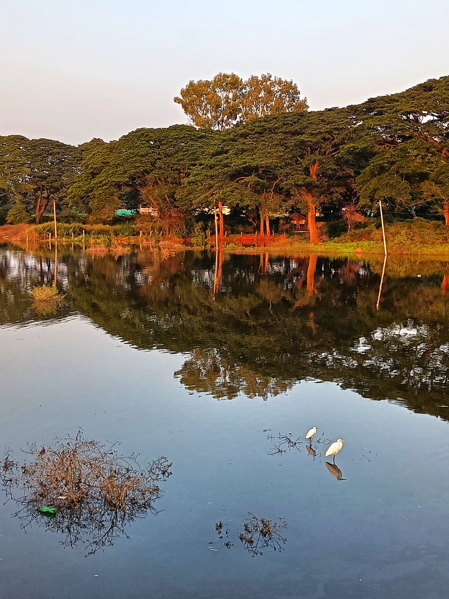 nkhsocial2015's tweet photo. Reflections at hesaraghatta lake with egrets!
#reflection #reflections #hesaragattalake #hesaragatta #Bangalore #landscapes #nature #NaturePhotography #TwitterNaturePhotography https://t.co/eS39PxUVAy