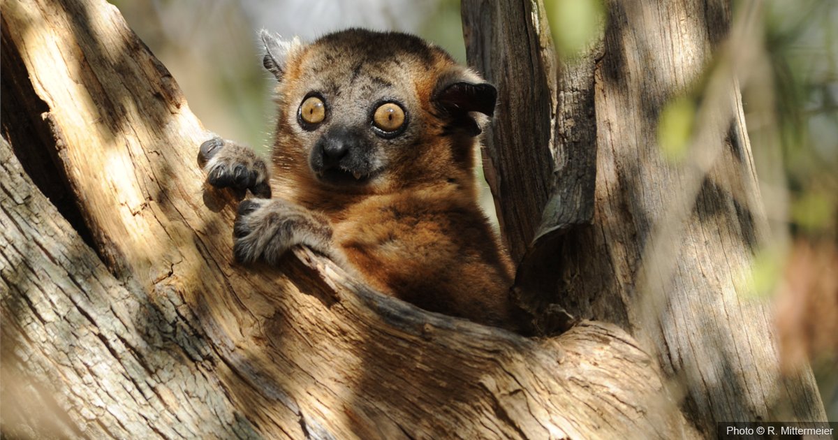 IUCNsos's tweet photo. We are proud to have protected more than 50 threatened lemur species across 51 projects through the SOS Lemurs initiative.
Have a look at the projects we have implemented since 2017 as part of our efforts to #KeepNatureStanding: https://t.co/A29tFL0I5p
#WorldLemurDay https://t.co/NxR8oPFzDF