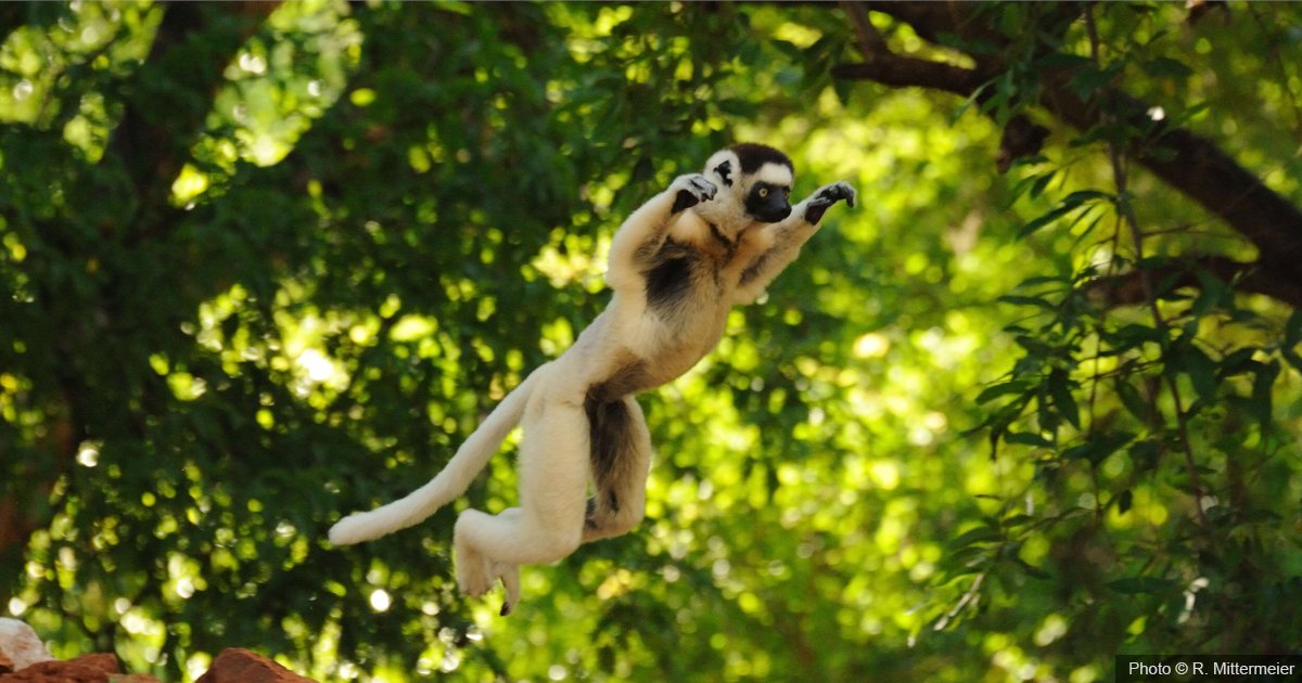 IUCNsos's tweet photo. We are proud to have protected more than 50 threatened lemur species across 51 projects through the SOS Lemurs initiative.
Have a look at the projects we have implemented since 2017 as part of our efforts to #KeepNatureStanding: https://t.co/A29tFL0I5p
#WorldLemurDay https://t.co/NxR8oPFzDF